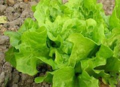 防控病蟲害不一定非得噴灑農(nóng)藥，還可以？